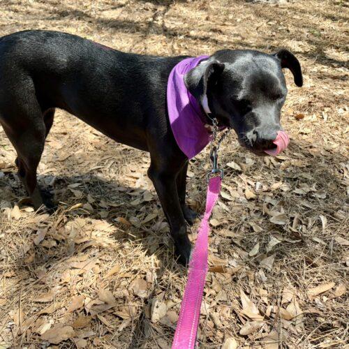 Cinder, Adoptable, Puppy Female Black Labrador Retriever & Mixed Breed.