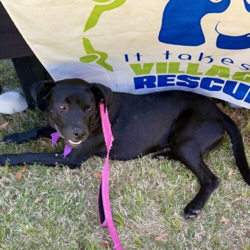 Cinder, a Adoptable mixed breed in Sanford, NC image 2/5