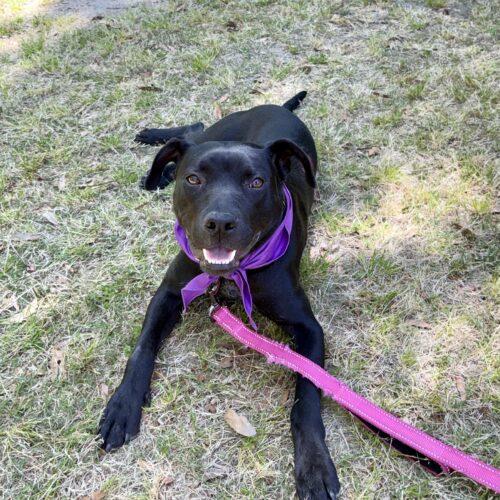 Cinder, a Adoptable mixed breed in Sanford, NC image 3/5