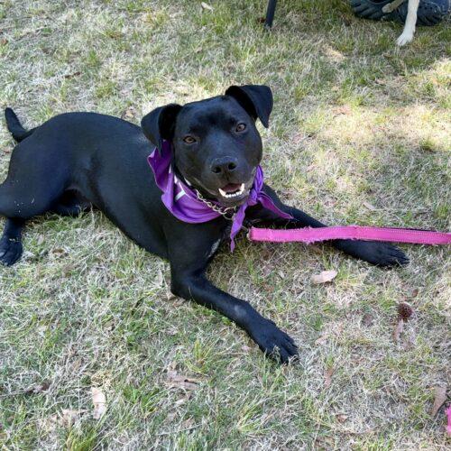 Cinder, a Adoptable mixed breed in Sanford, NC image 5/5