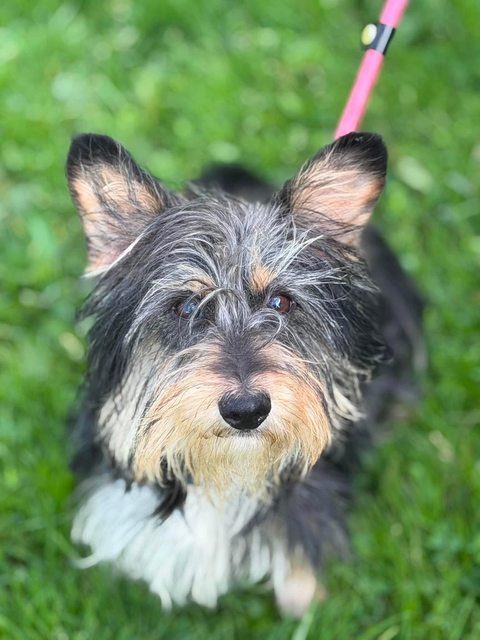 Enlarge Harry, a Adoptable mixed breed in Brunswick, OH image 4/6