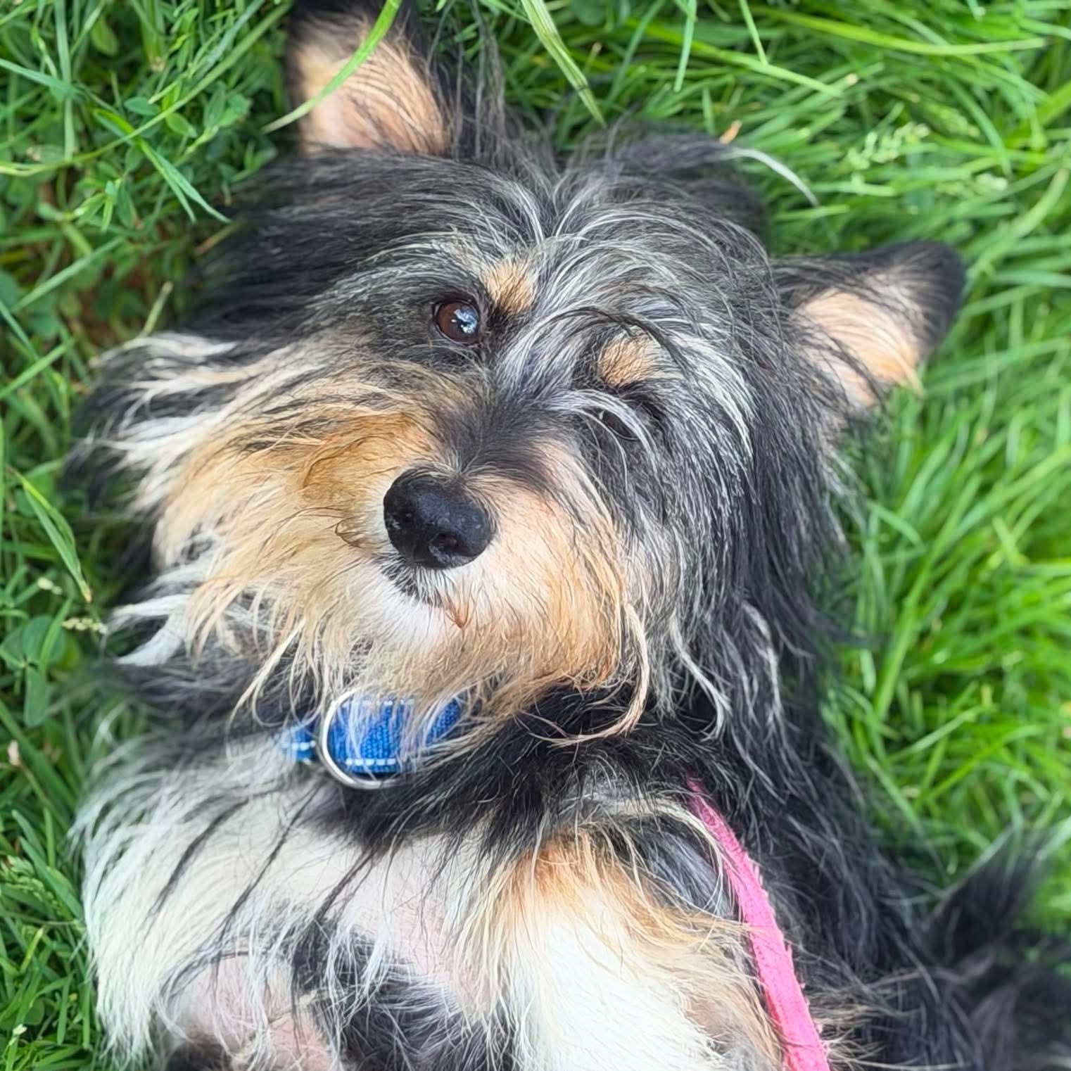 Harry, Adoptable, Young Male Corgi & Yorkshire Terrier.