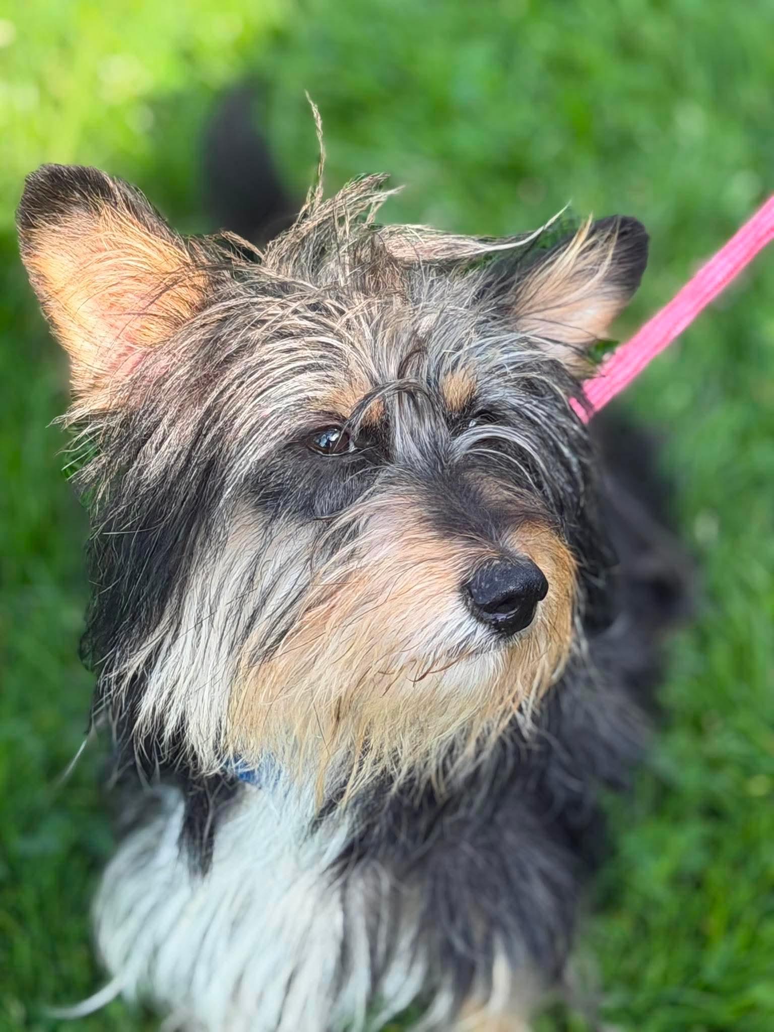 Enlarge Harry, a Adoptable mixed breed in Brunswick, OH image 6/6