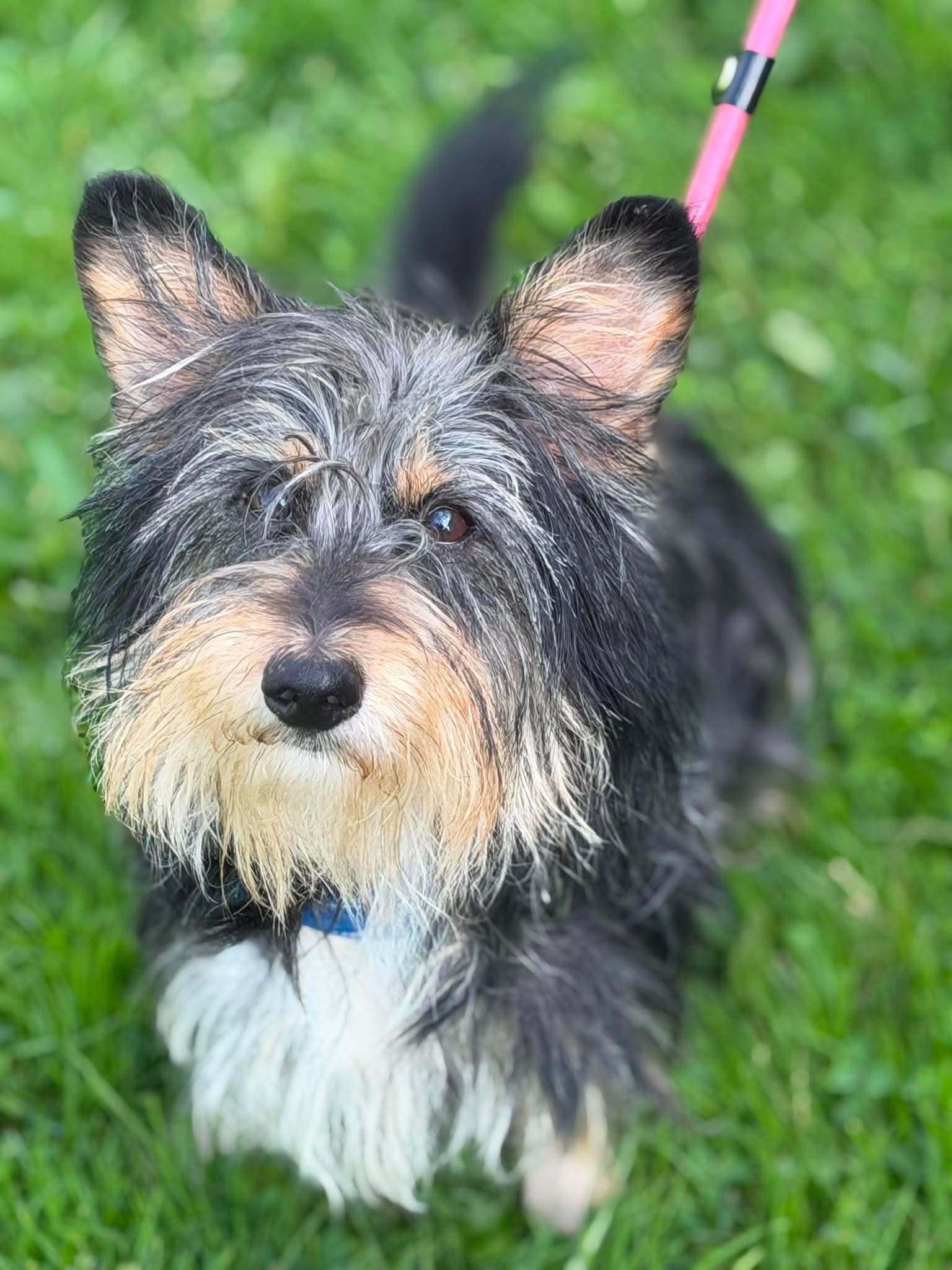 Enlarge Harry, a Adoptable mixed breed in Brunswick, OH image 3/6
