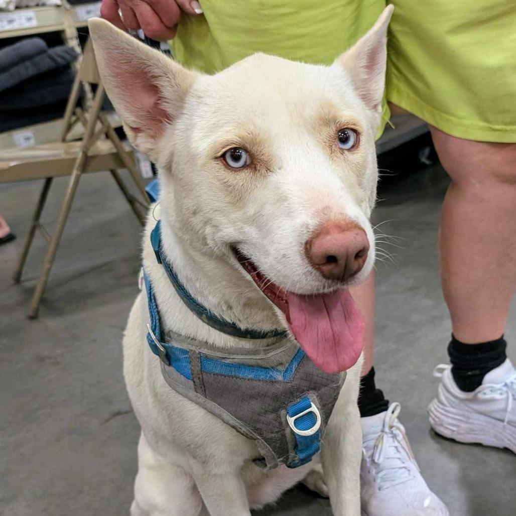 Stella TAF, Adoptable, Adult Female Husky & Mixed Breed.