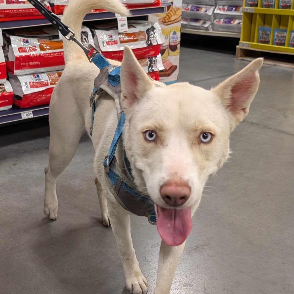 Stella TAF, a Adoptable mixed breed in Las Vegas, NV image 2/3