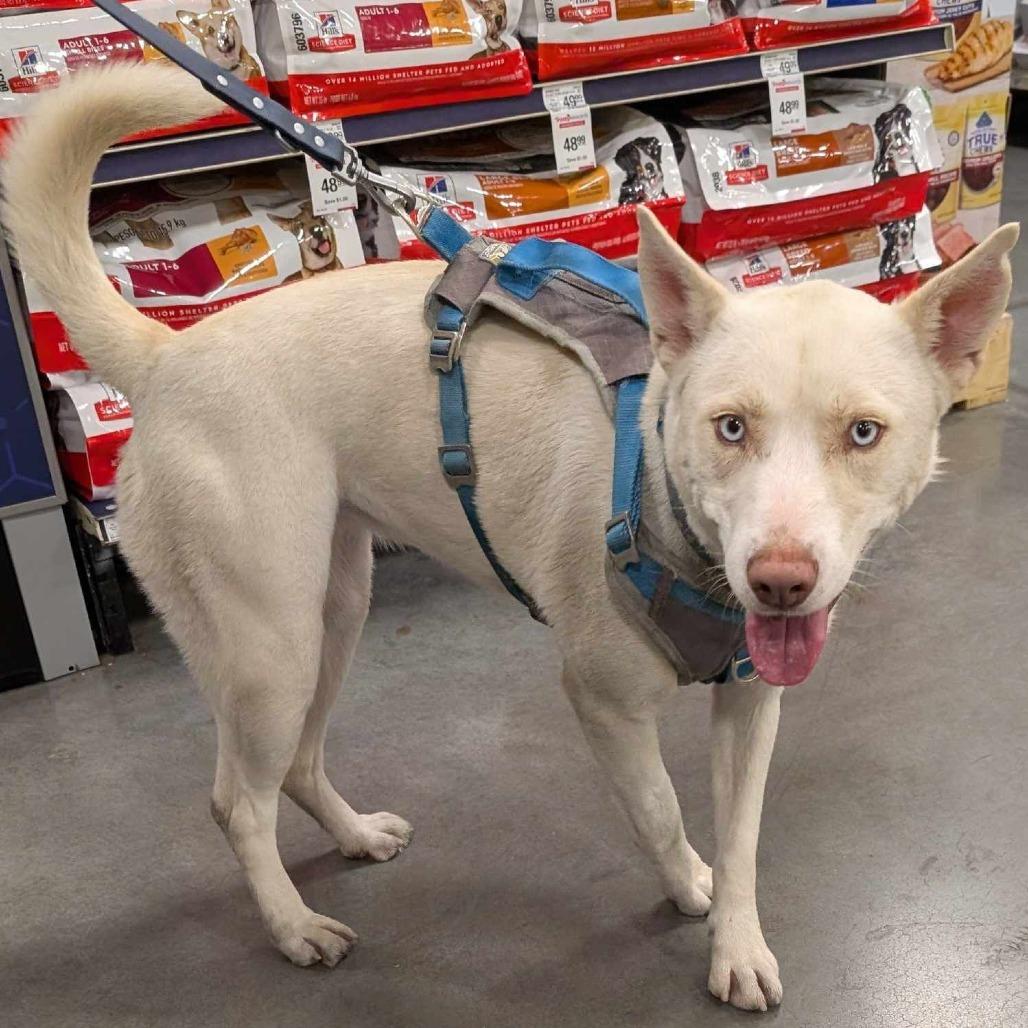 Stella TAF, a Adoptable mixed breed in Las Vegas, NV image 3/3