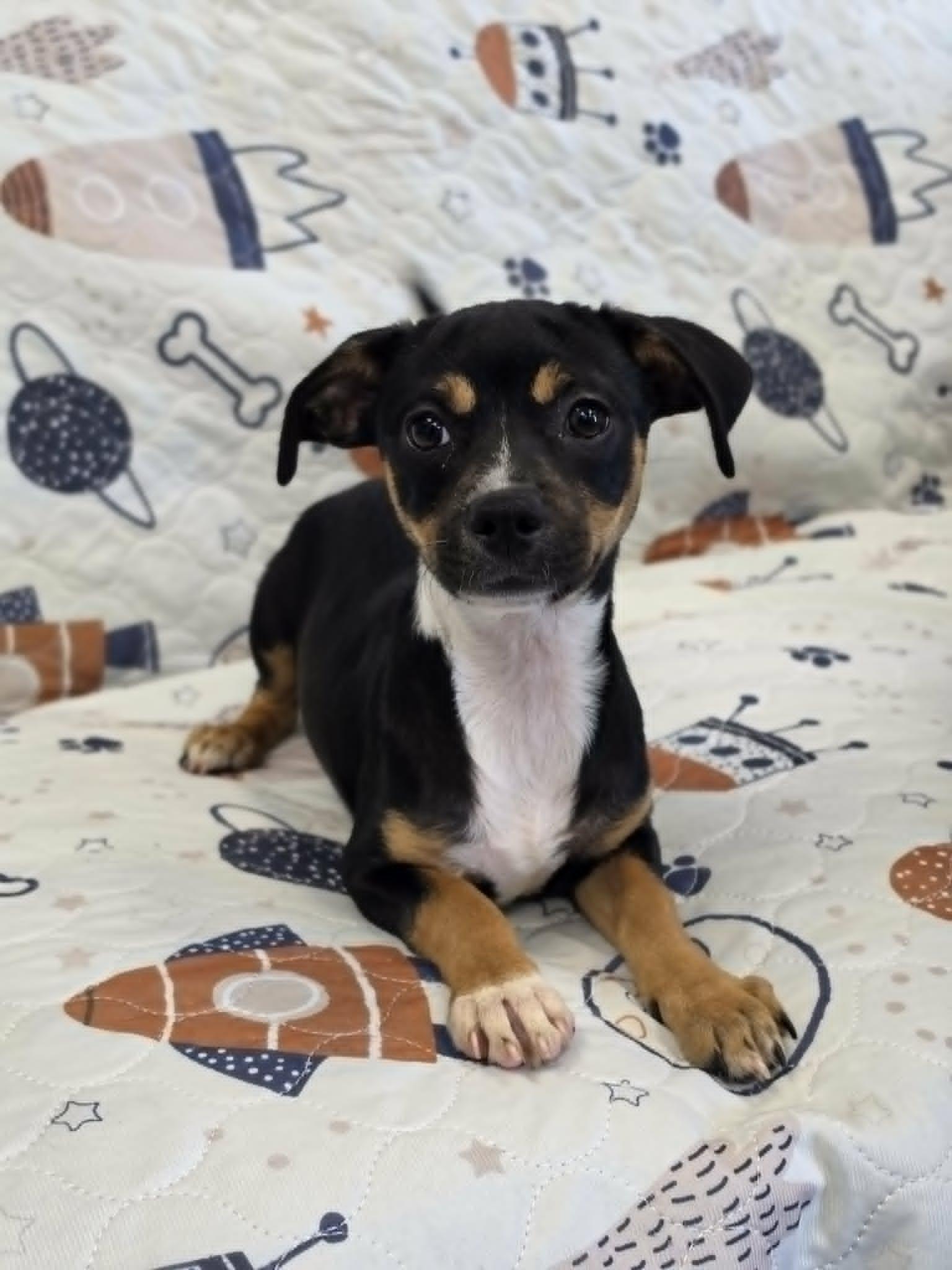 Enlarge Natalie / Poppy, a Adopted mixed breed in San Angelo , TX image 2/6