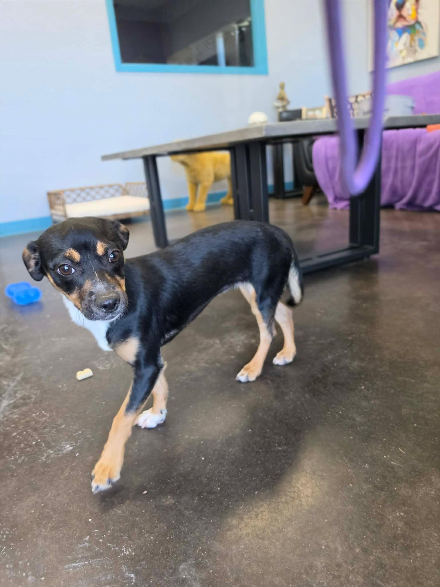 Enlarge Natalie / Poppy, a Adopted mixed breed in San Angelo , TX image 3/6