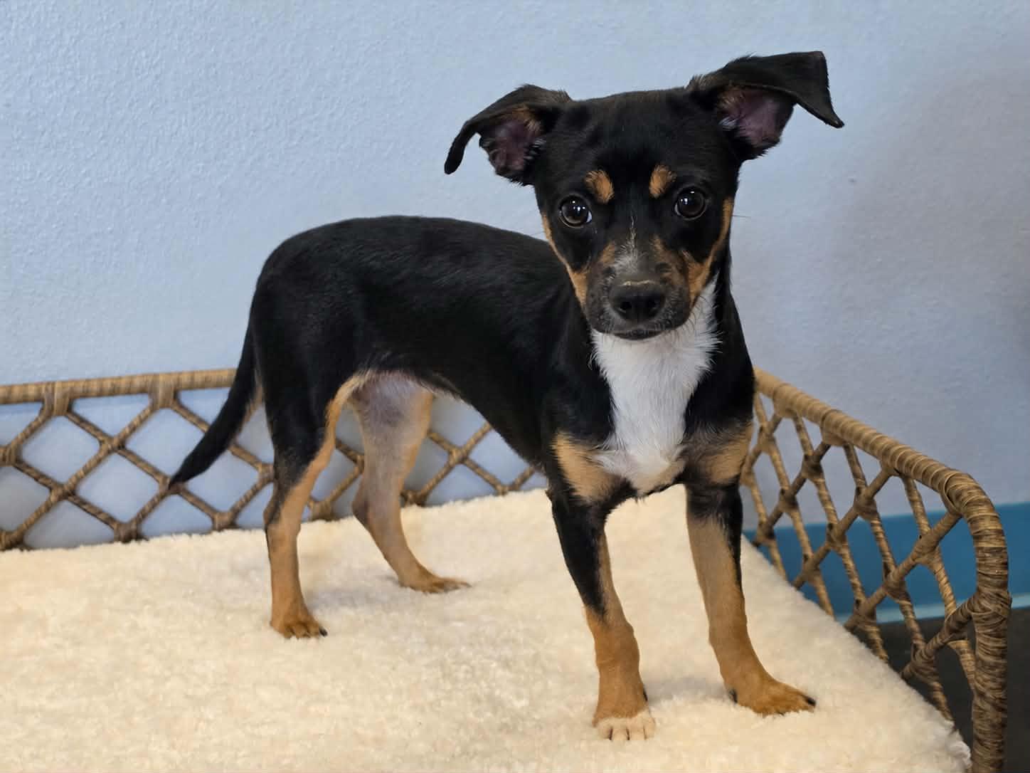 Enlarge Natalie / Poppy, a Adopted mixed breed in San Angelo , TX image 4/6