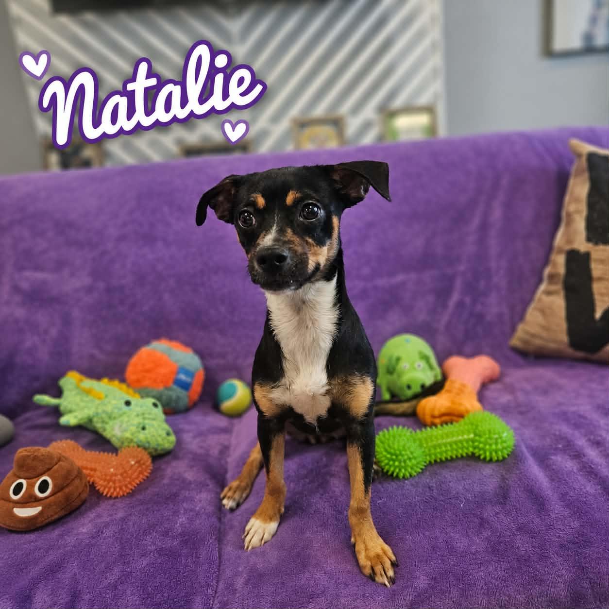 Enlarge Natalie / Poppy, a Adopted mixed breed in San Angelo , TX image 5/6