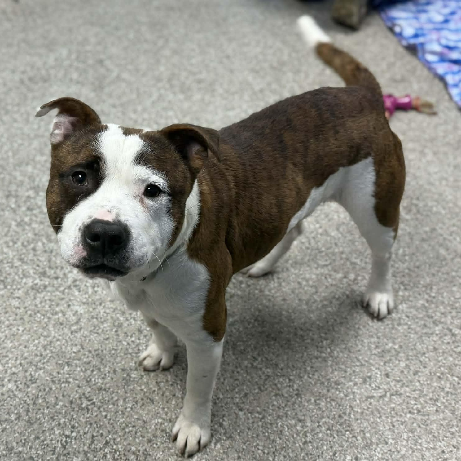 Borzo, ADOPTABLE, Adult Male Pit Bull Terrier & American Staffordshire Terrier.