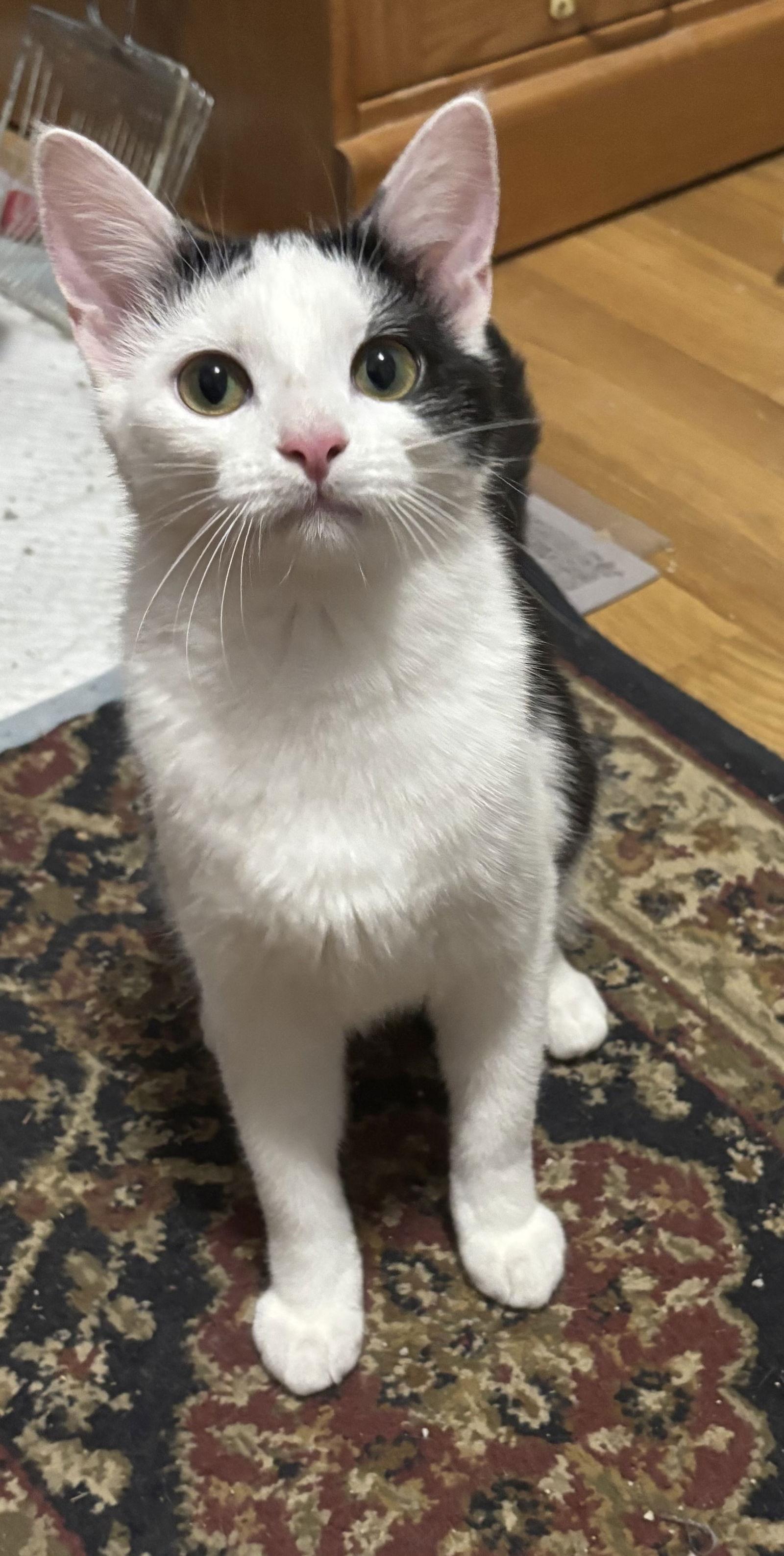 Jayna (PS), Adoptable, Young Female Domestic Short Hair.