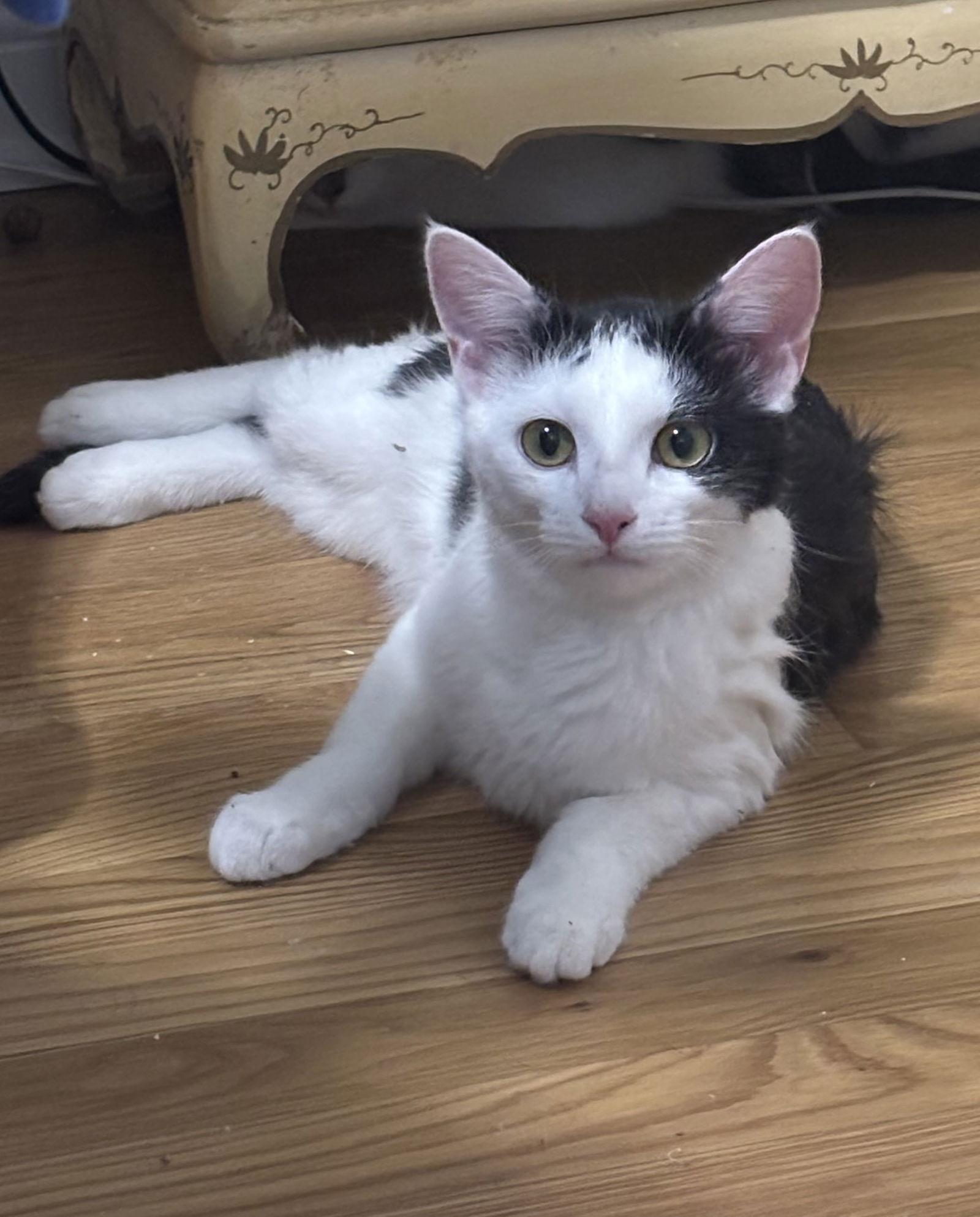 Jayna, a Adopted Domestic Short Hair in Georgetown, KY image 2/2