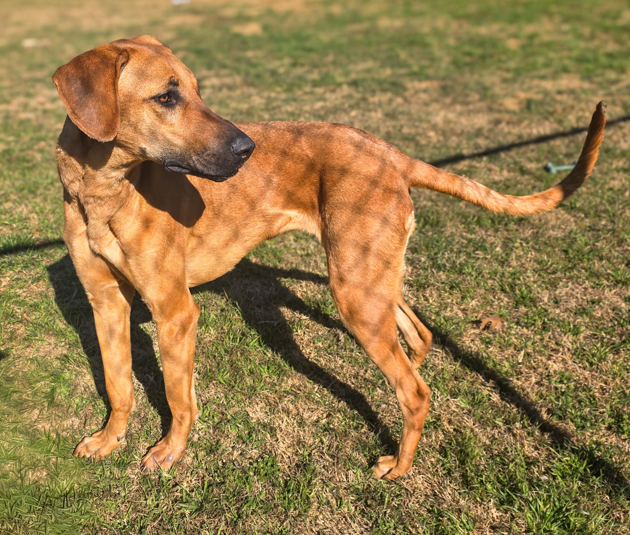 Enlarge Brownie , a Adoptable mixed breed in Hoffman Estates, IL image 5/6