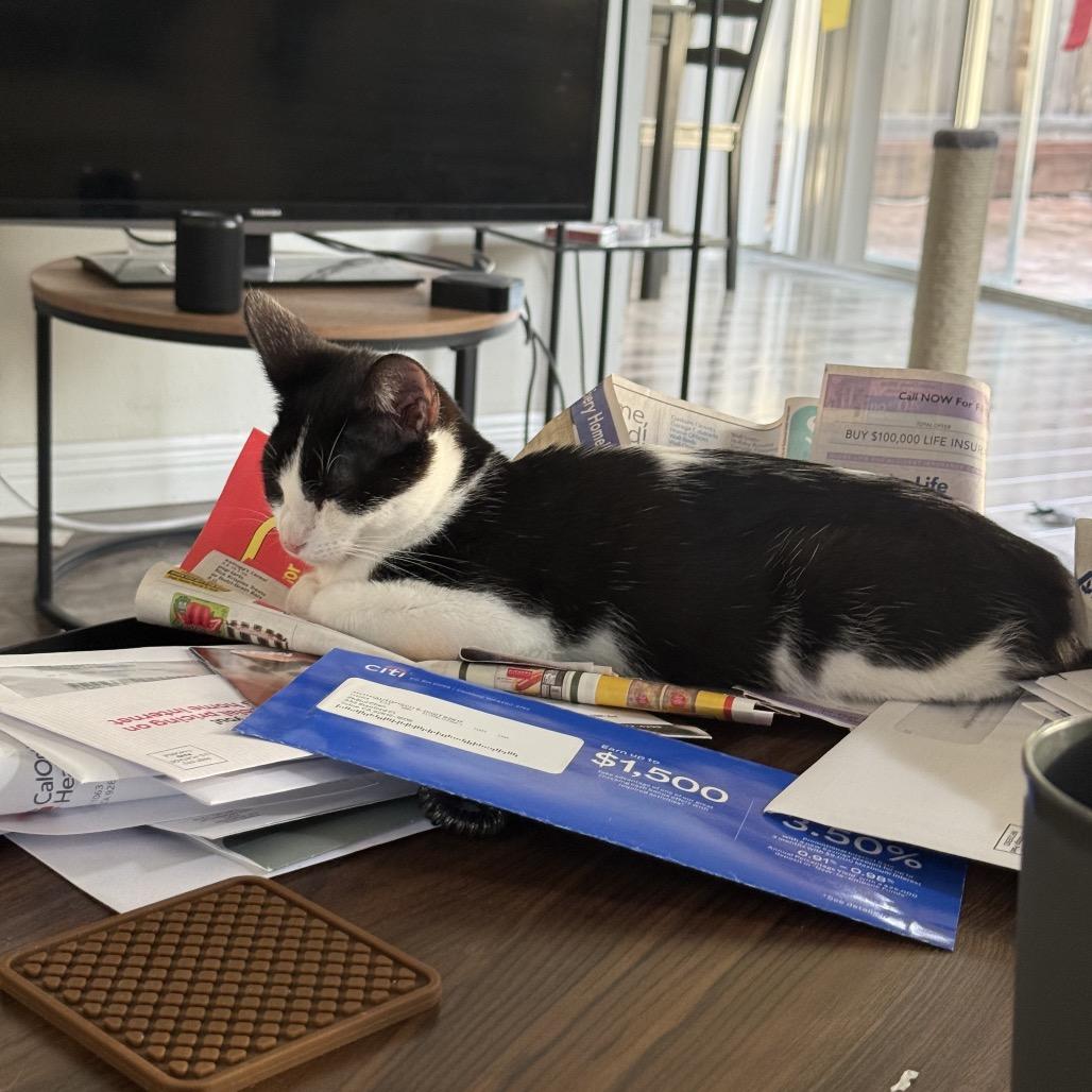 Enlarge Juliet, a Adoptable Domestic Short Hair in Tustin, CA image 1/6