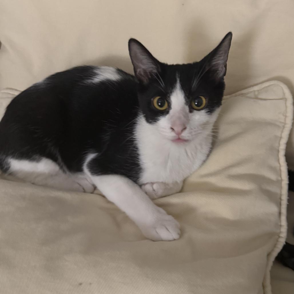 Enlarge Juliet, a Adoptable Domestic Short Hair in Tustin, CA image 2/6