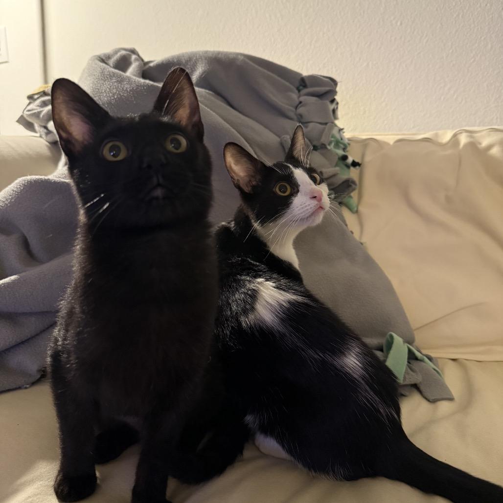 Enlarge Juliet, a Adoptable Domestic Short Hair in Tustin, CA image 3/6