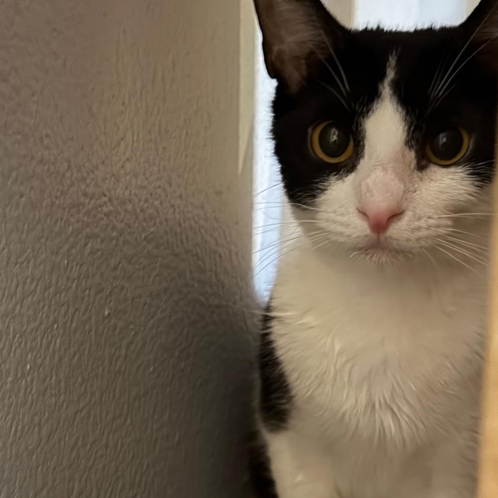 Enlarge Juliet, a Adoptable Domestic Short Hair in Tustin, CA image 4/6