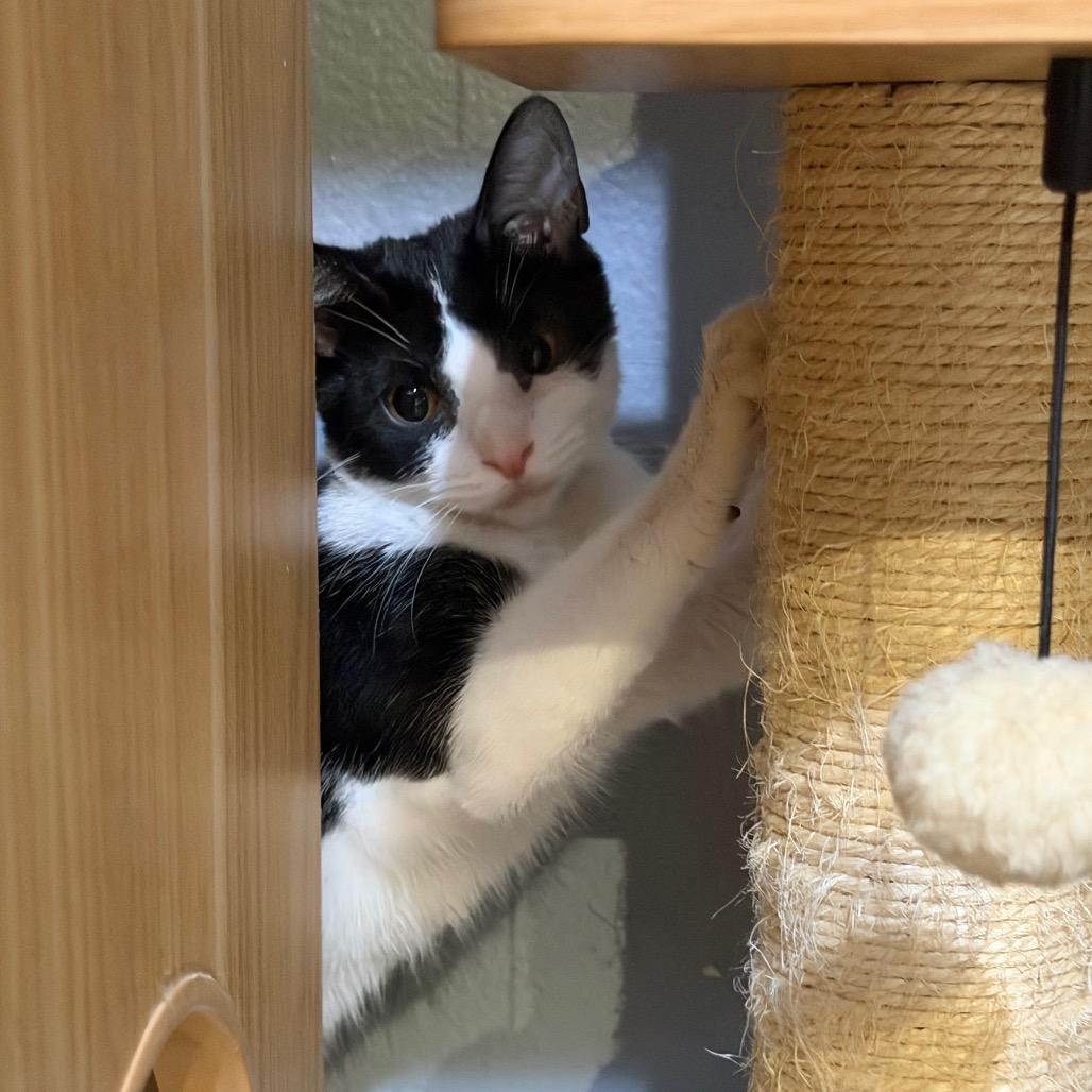 Enlarge Juliet, a Adoptable Domestic Short Hair in Tustin, CA image 5/6