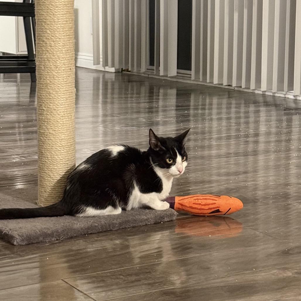 Enlarge Juliet, a Adoptable Domestic Short Hair in Tustin, CA image 6/6