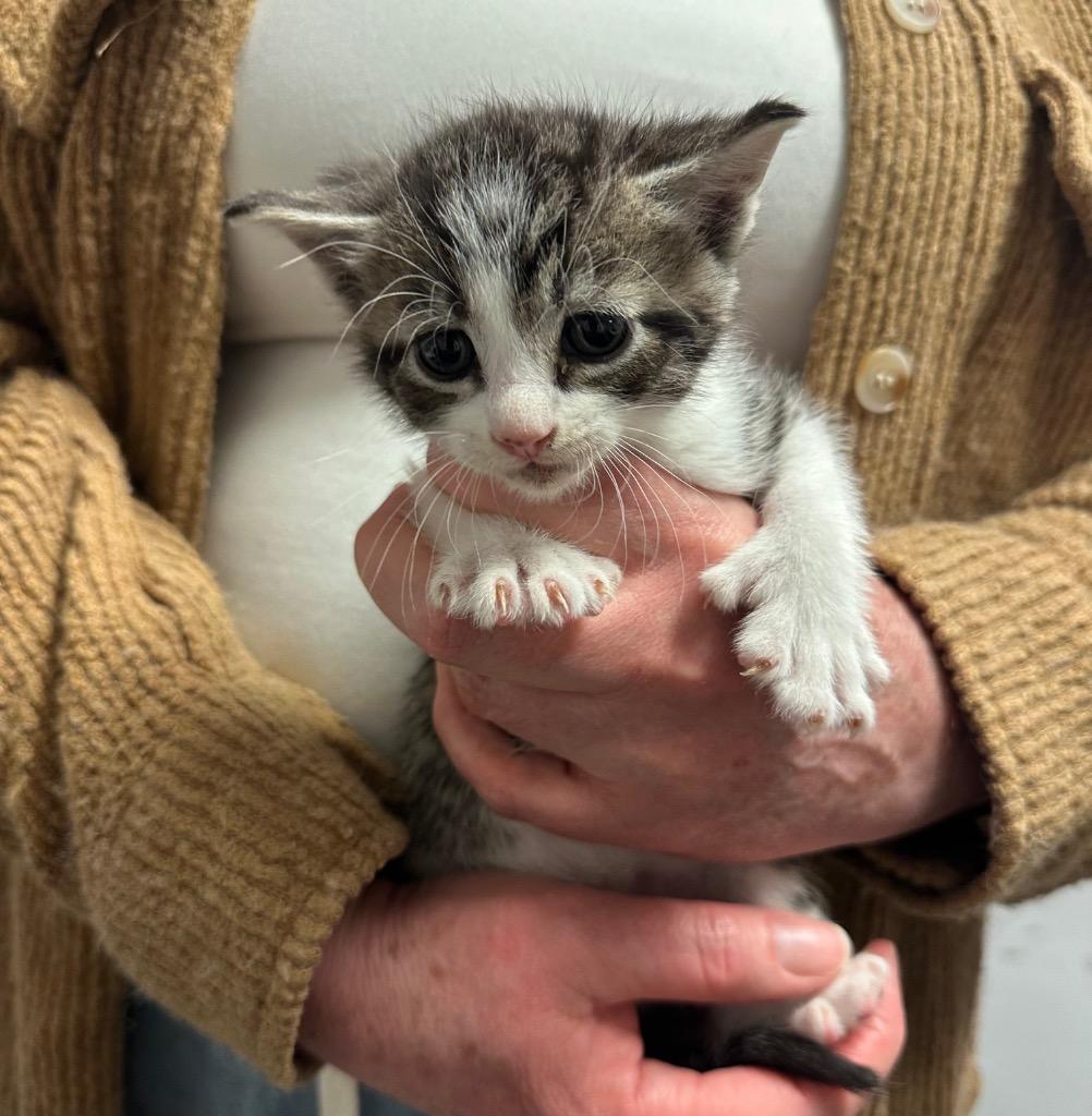 Winslow, Adoptable, Kitten Male Domestic Short Hair.