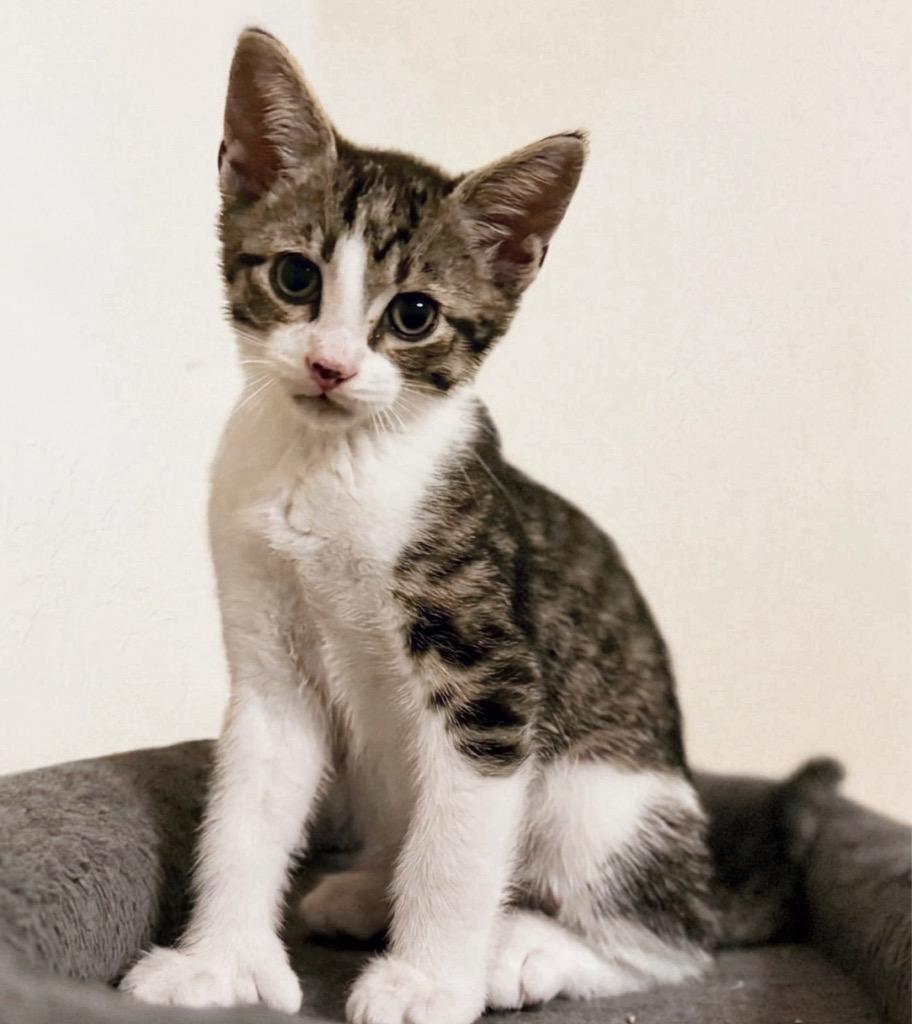 Winslow, a Adoptable mixed breed in Ewing, NJ image 2/2