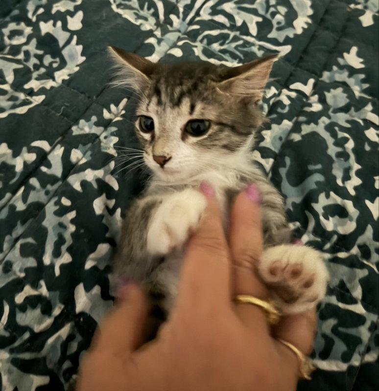 Banana Nut, Adoptable, Kitten Female Domestic Short Hair & Tabby.