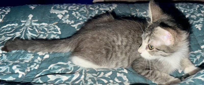 Enlarge Banana Nut, a Adoptable mixed breed in Pineville, LA image 2/2