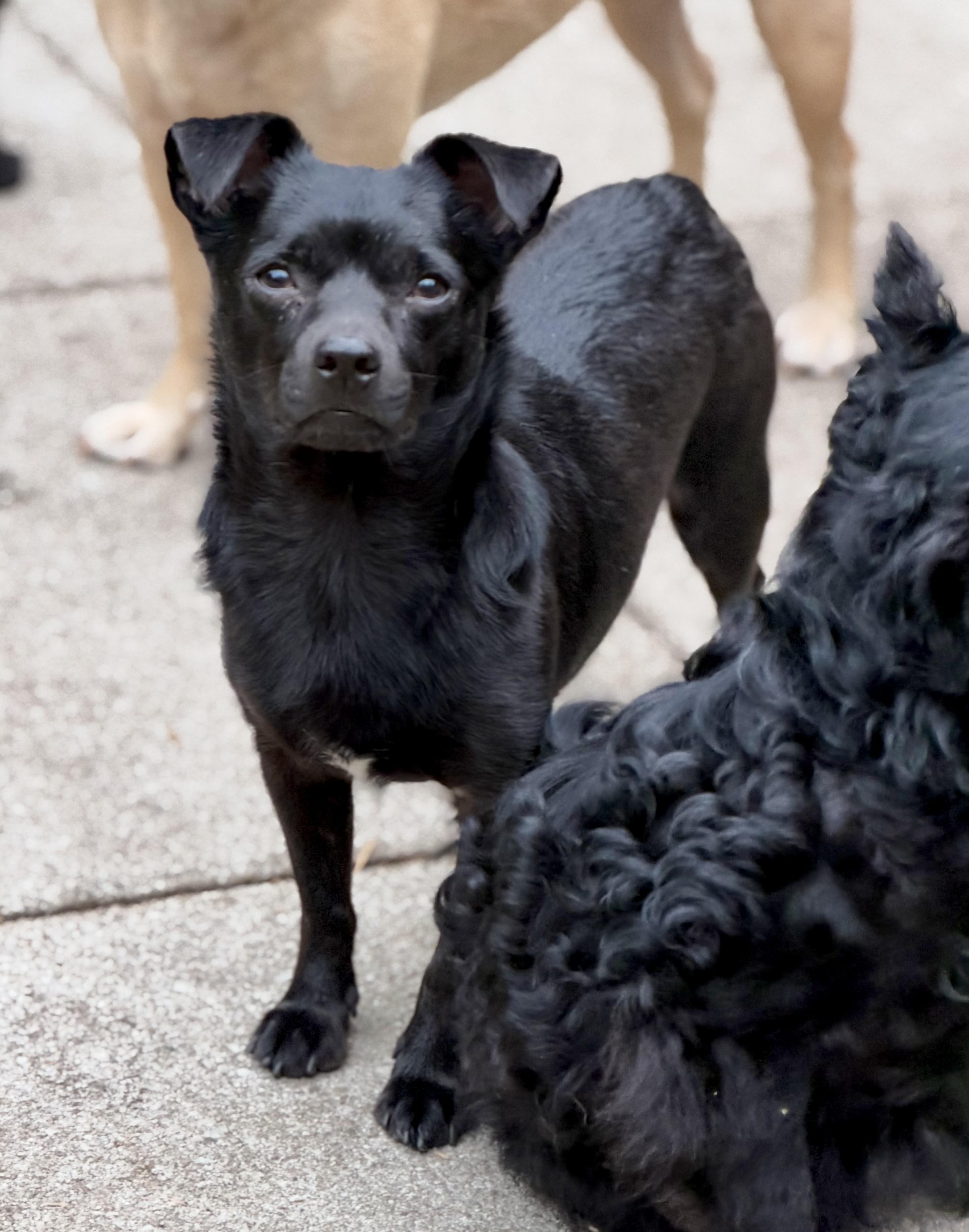 Enlarge Tommy, a Adoptable mixed breed in Mt Pleasant, SC image 2/2
