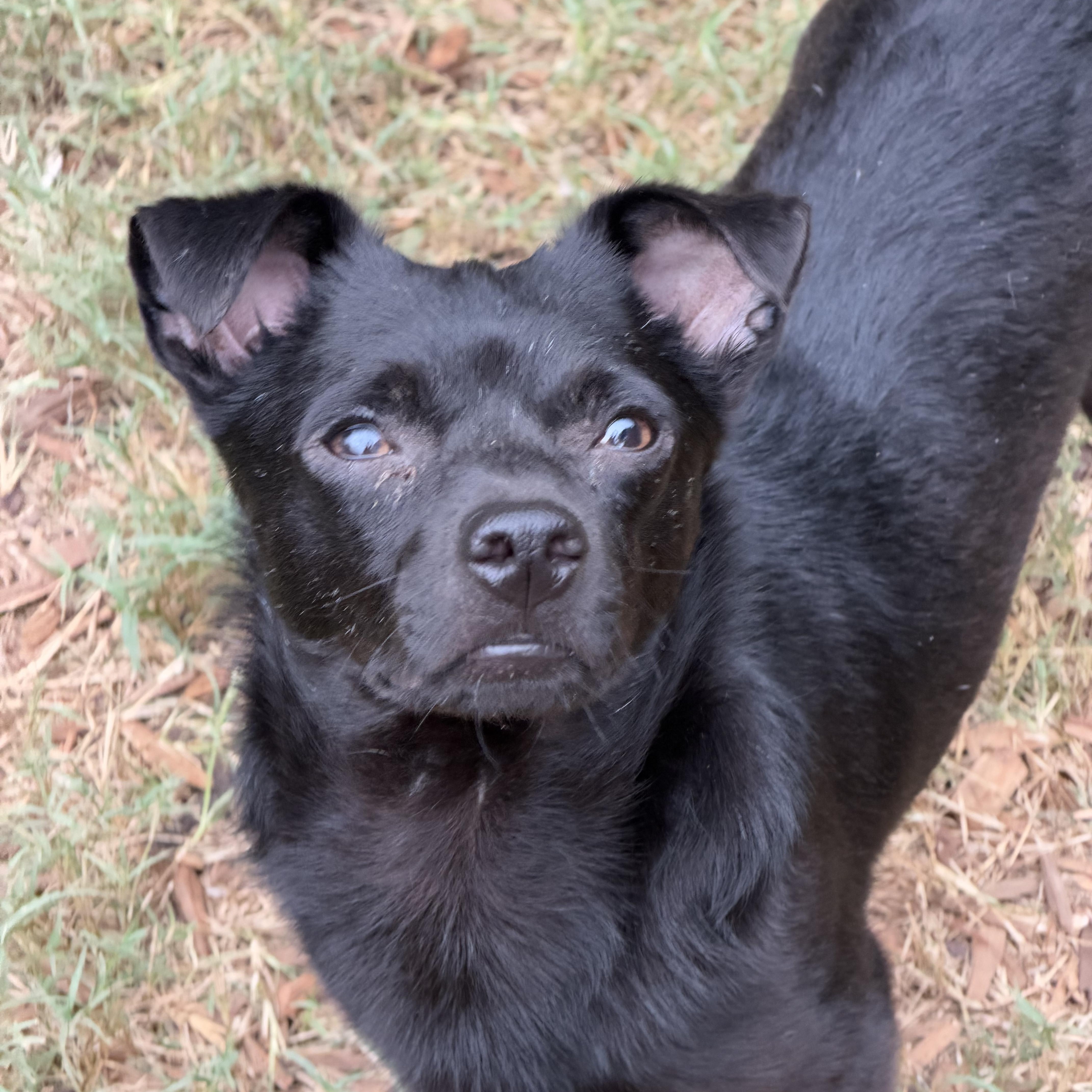 Tommy, Adoptable, Adult Male Chihuahua.