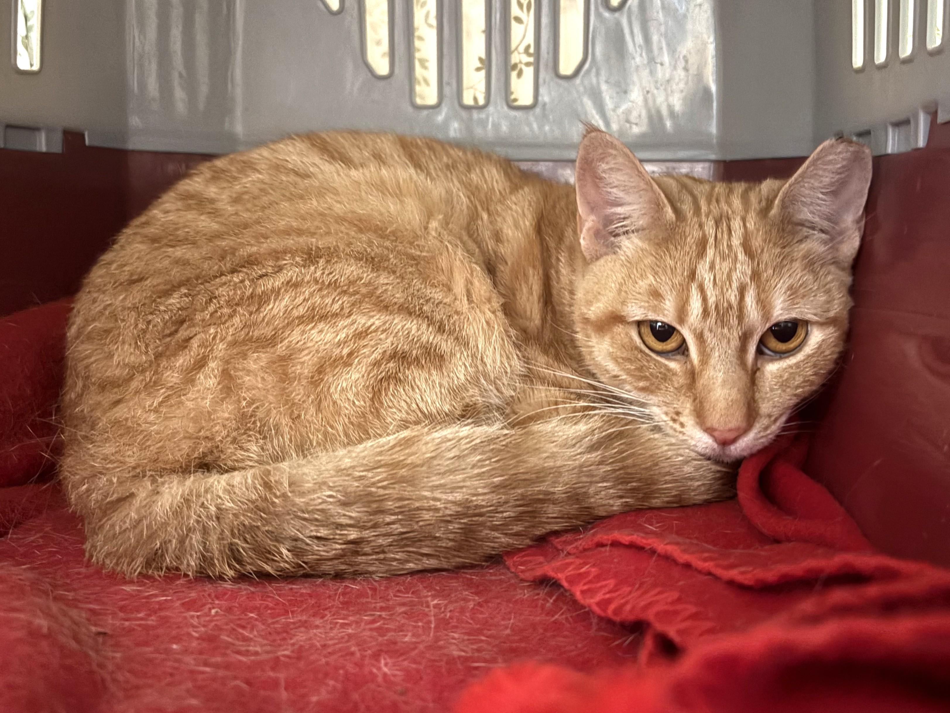Enlarge Jackie O Lantern - FeLV, a Adoptable Domestic Short Hair in Eatontown, NJ image 3/3