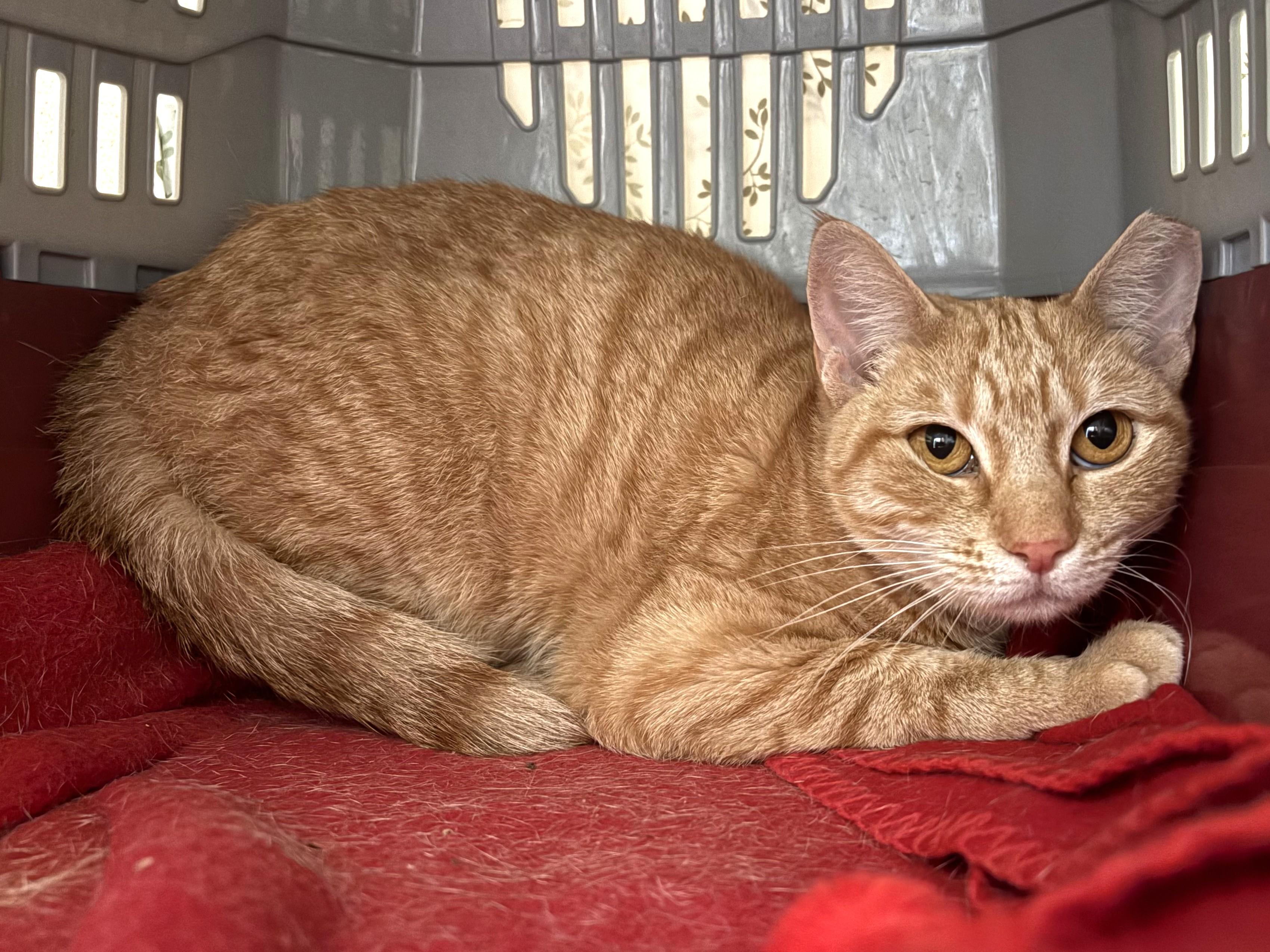 Enlarge Jackie O Lantern - FeLV, a Adoptable Domestic Short Hair in Eatontown, NJ image 2/3