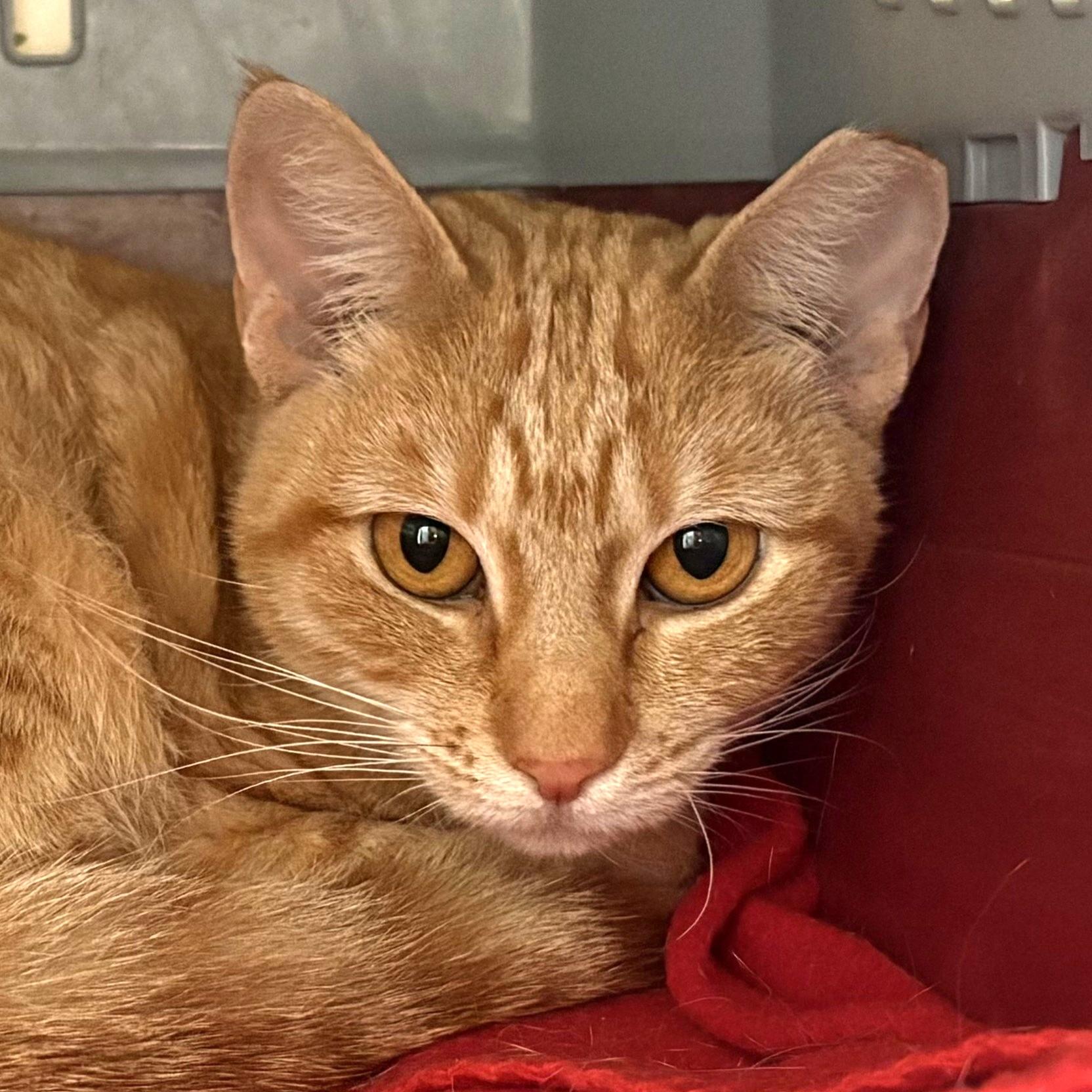 Jackie O Lantern - FeLV, Adoptable, Adult Female Domestic Short Hair.