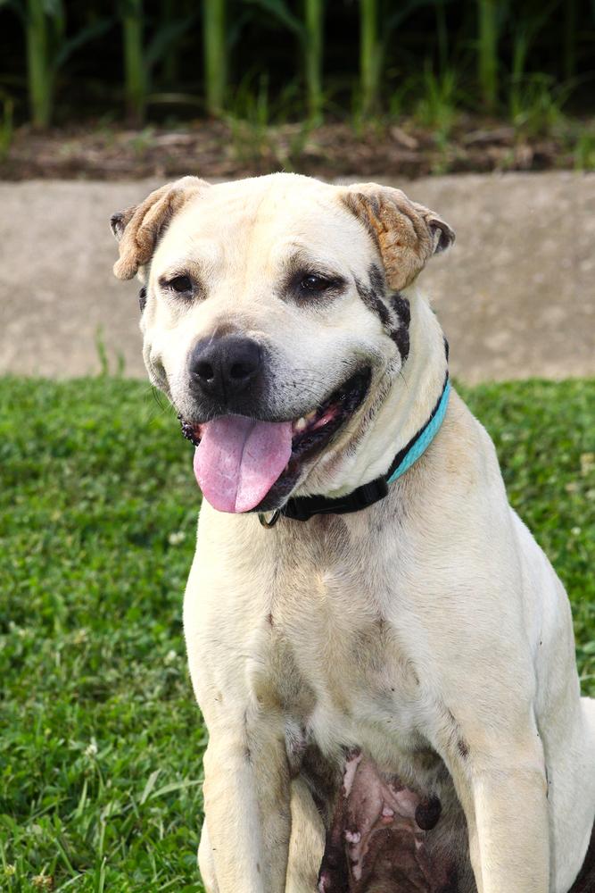 Enlarge Frieda, a Adoptable mixed breed in Evansville, IN image 2/6