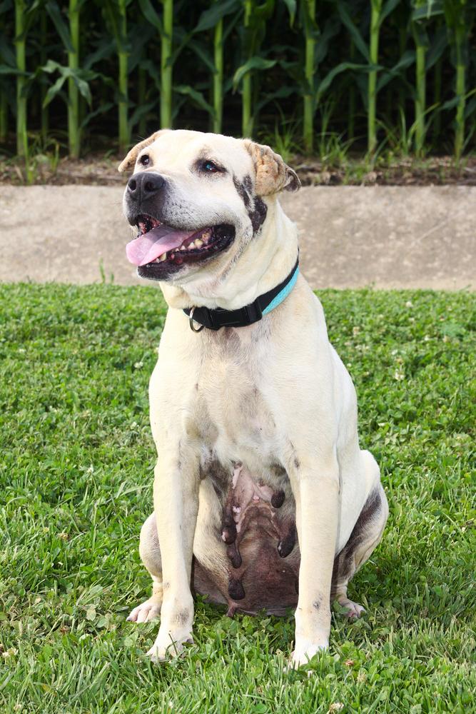 Enlarge Frieda, a Adoptable mixed breed in Evansville, IN image 3/6