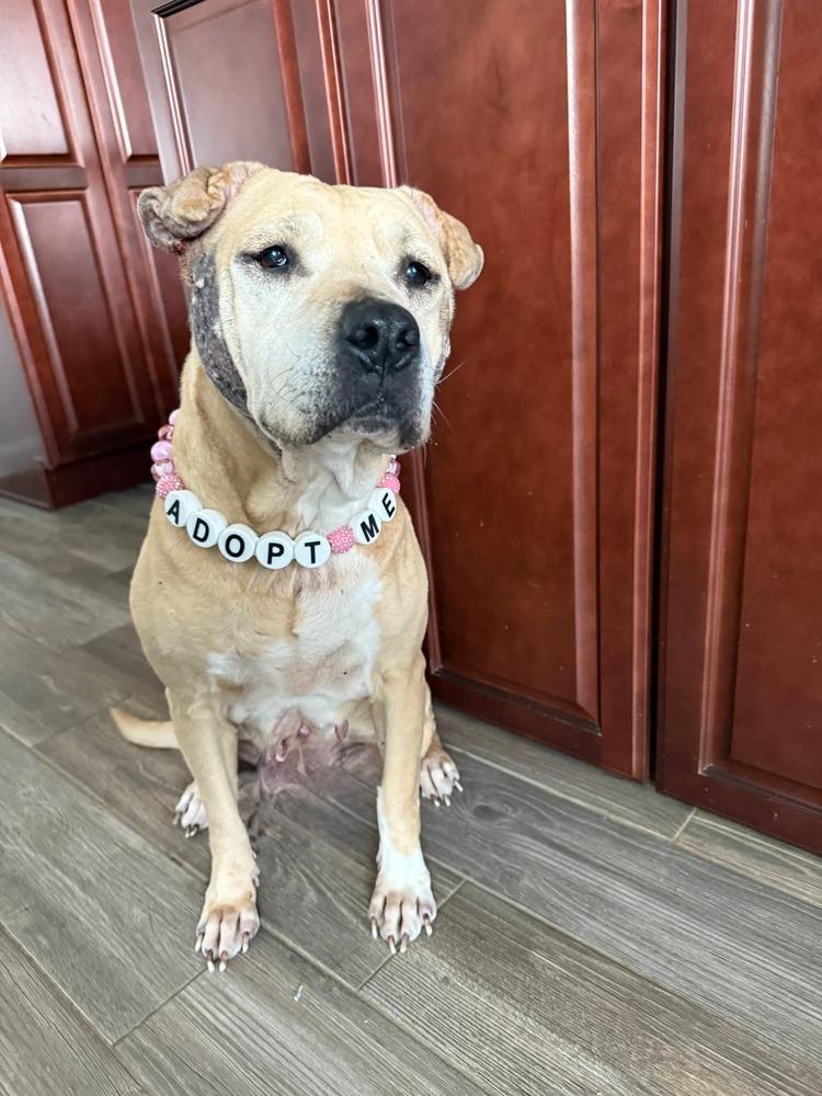 Enlarge Frieda, a Adoptable mixed breed in Evansville, IN image 4/6