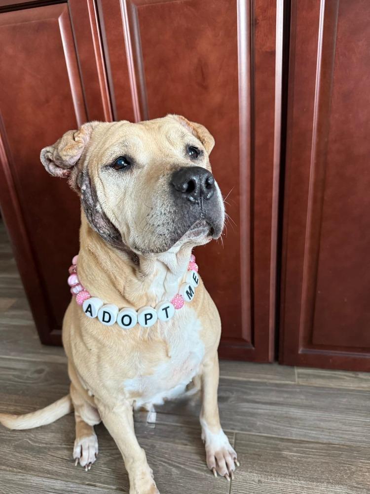 Enlarge Frieda, a Adoptable mixed breed in Evansville, IN image 5/6