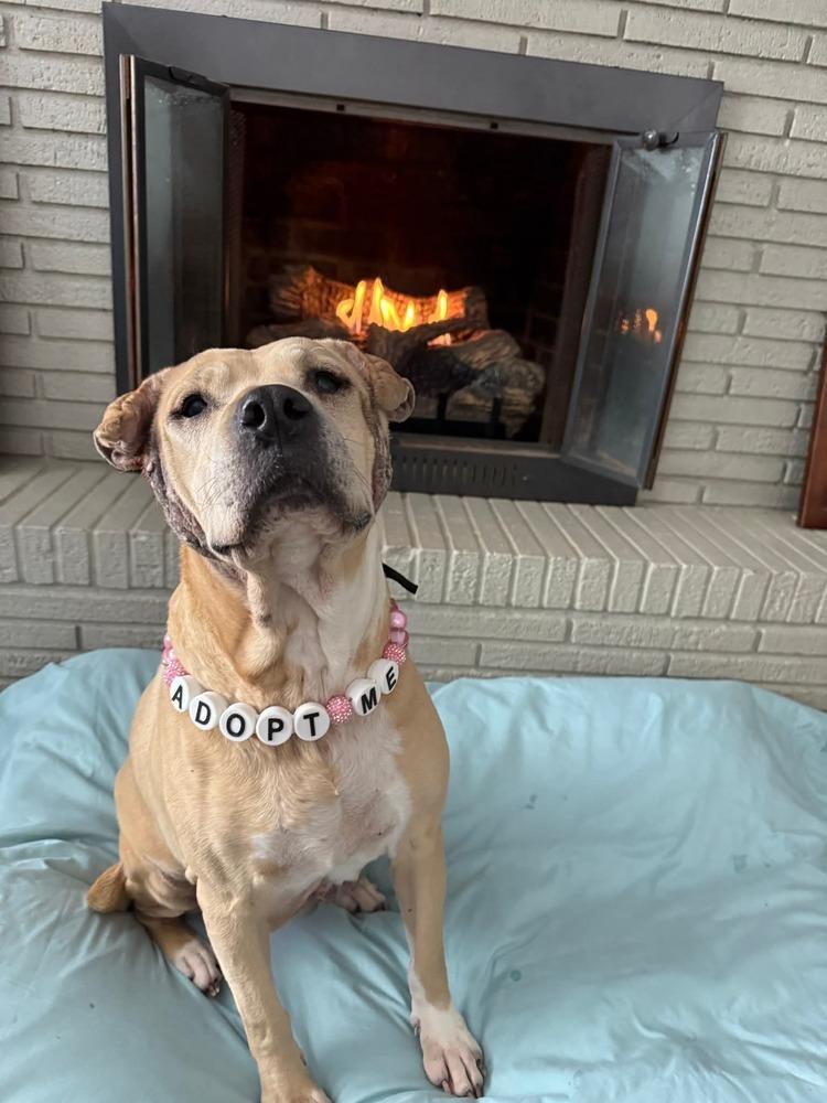 Enlarge Frieda, a Adoptable mixed breed in Evansville, IN image 6/6