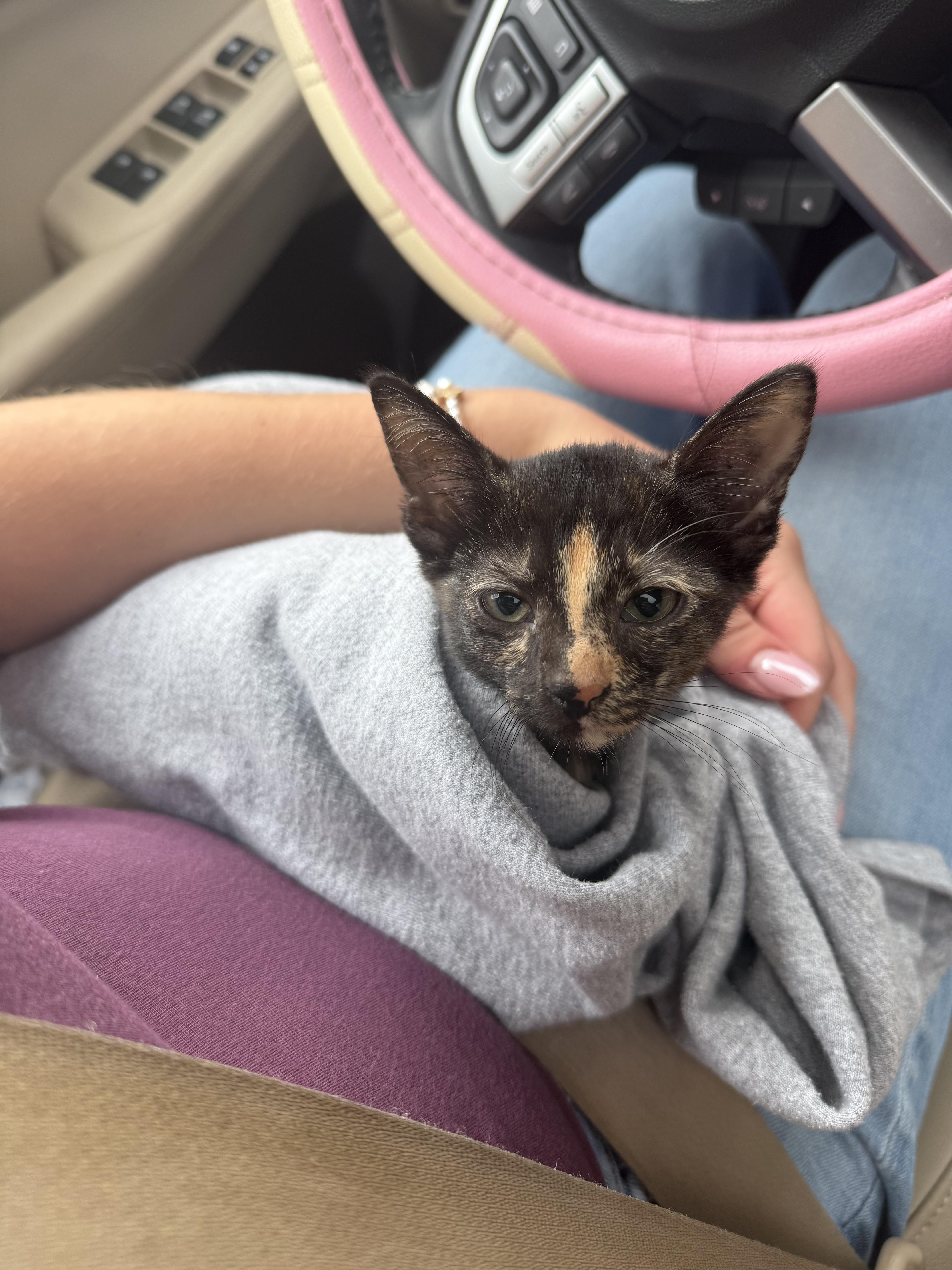 Enlarge Ellie, a Adoptable Tortoiseshell in Buffalo, NY image 2/2