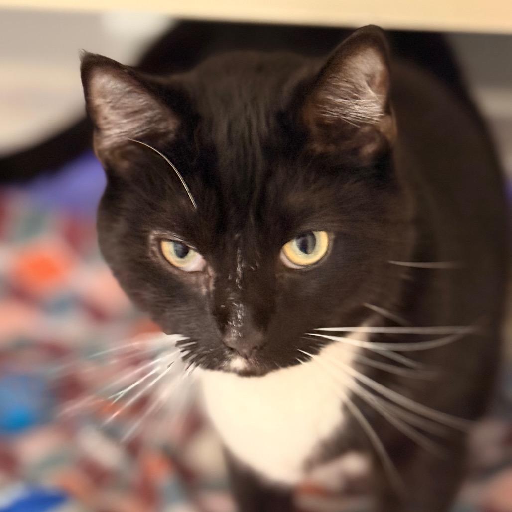 Blackstone — thumbnail 2