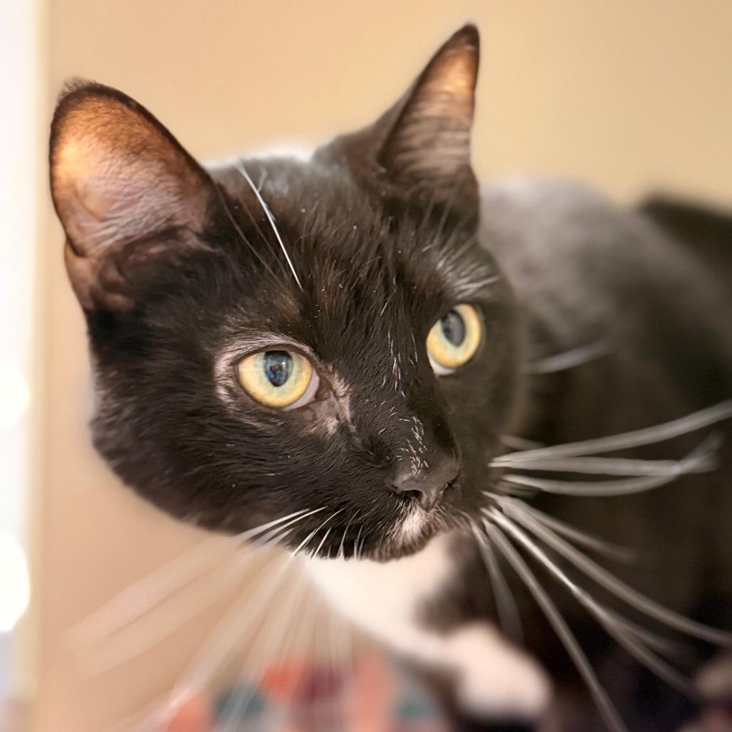 Blackstone — thumbnail 3