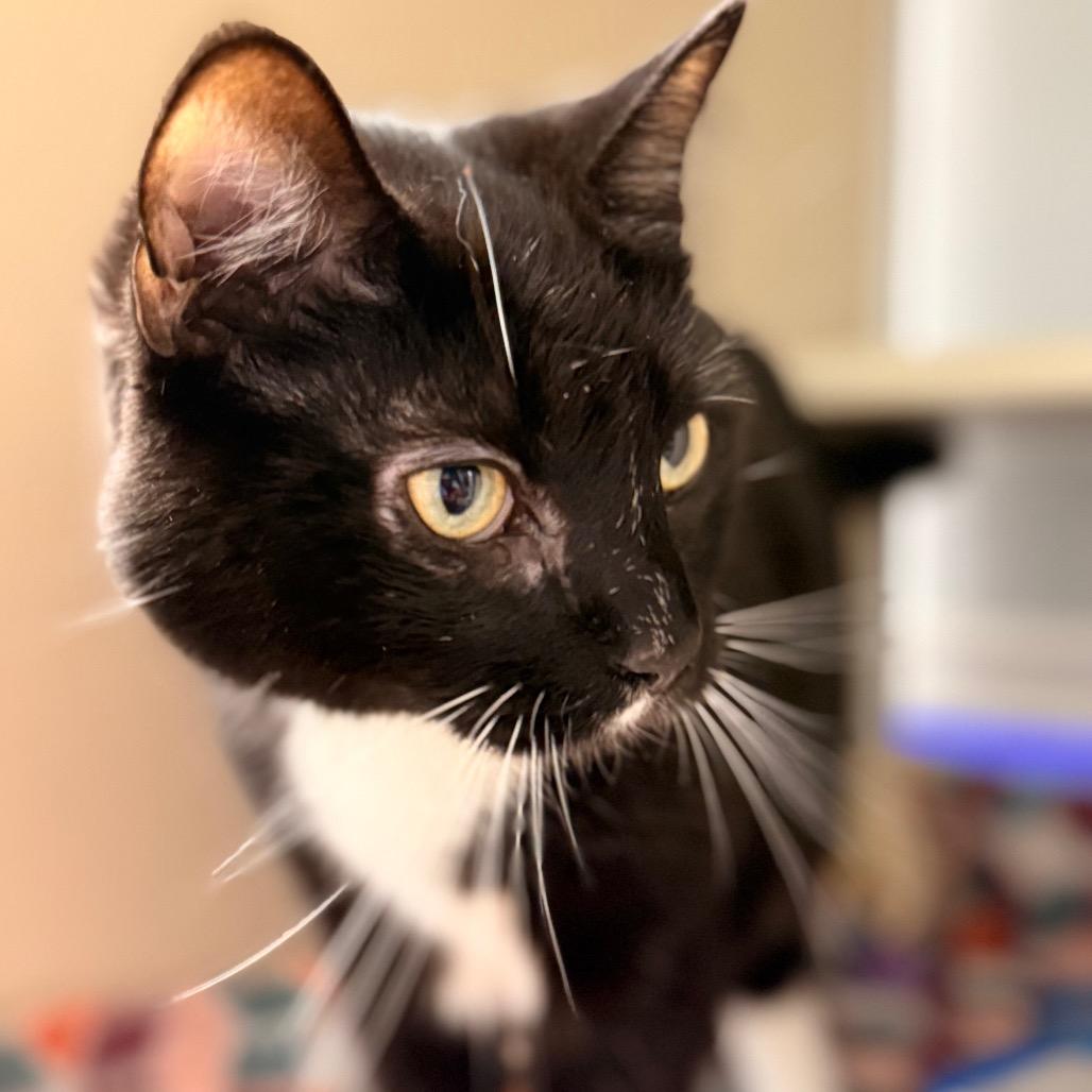 Blackstone — thumbnail 4