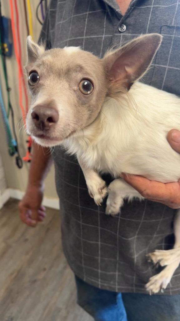 Enlarge Jack, a Adoptable mixed breed in Winchester, IN image 1/1