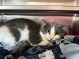 Enlarge Chole, a ADOPTABLE Domestic Medium Hair in Manitowoc, WI image 1/1