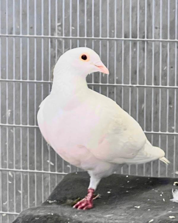 Peggy, Adoptable, Adult Male Pigeon.