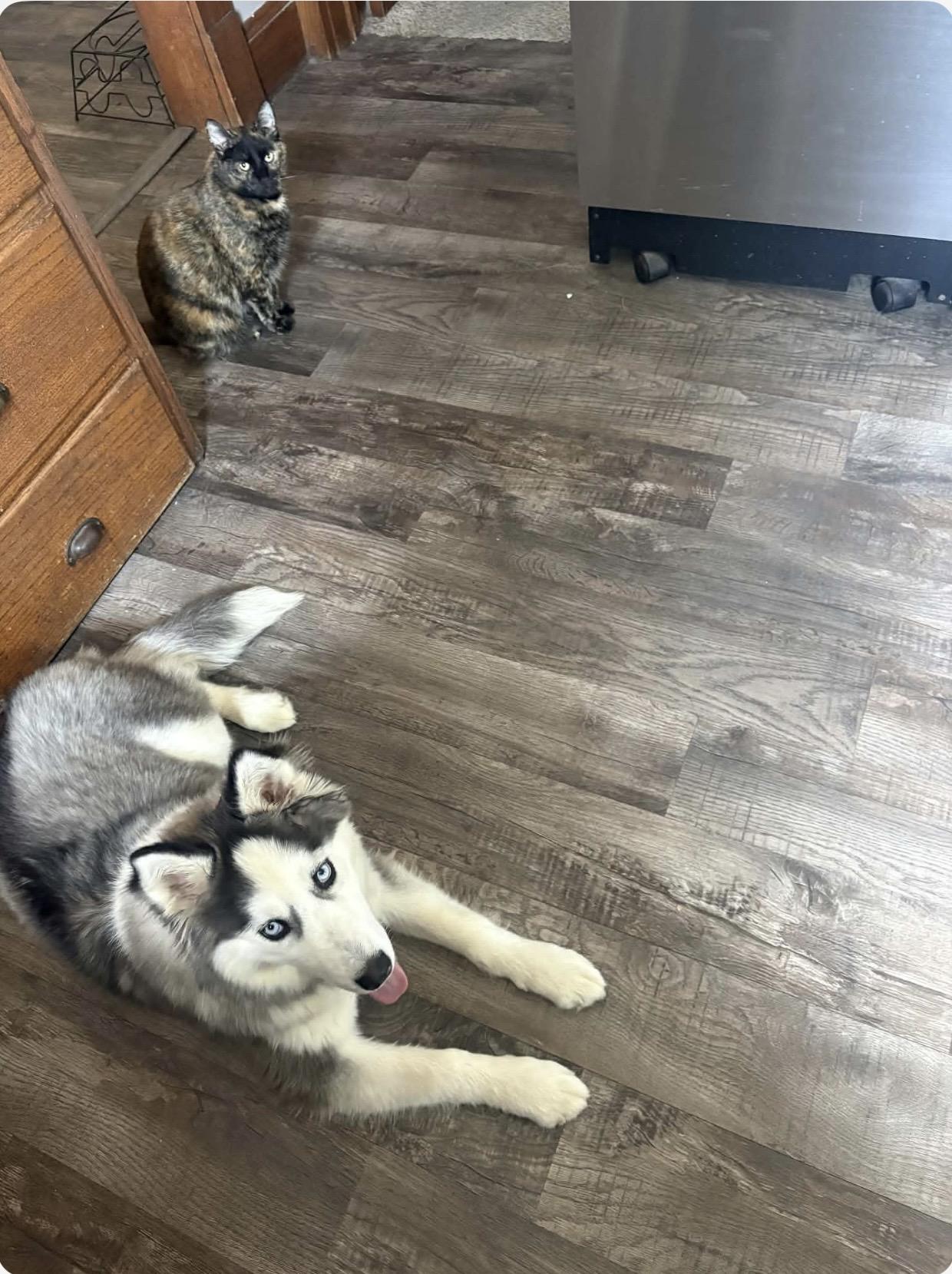 Enlarge Kaia, a Adopted Siberian Husky in La Motte, IA image 4/4