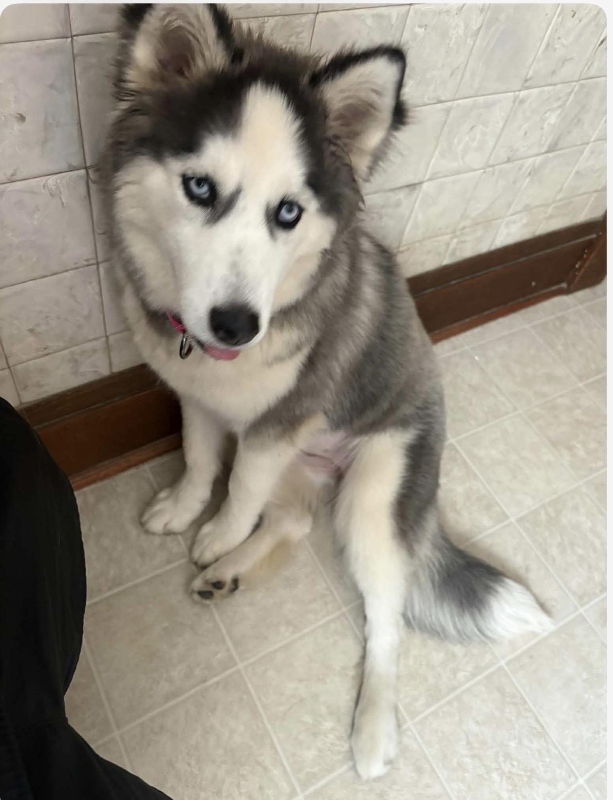 Enlarge Kaia, a Adopted Siberian Husky in La Motte, IA image 3/4
