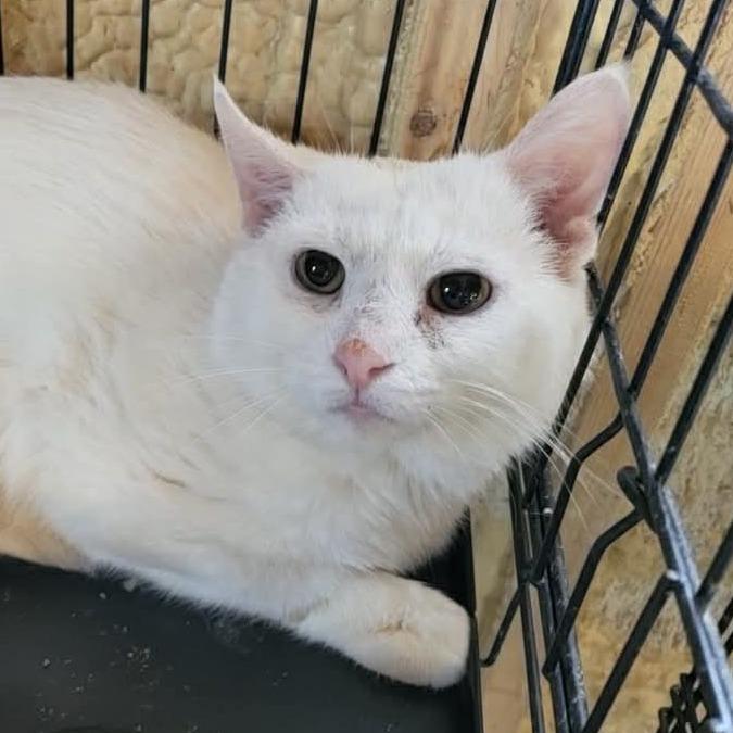 Tony, Adoptable, Adult Male Domestic Short Hair.