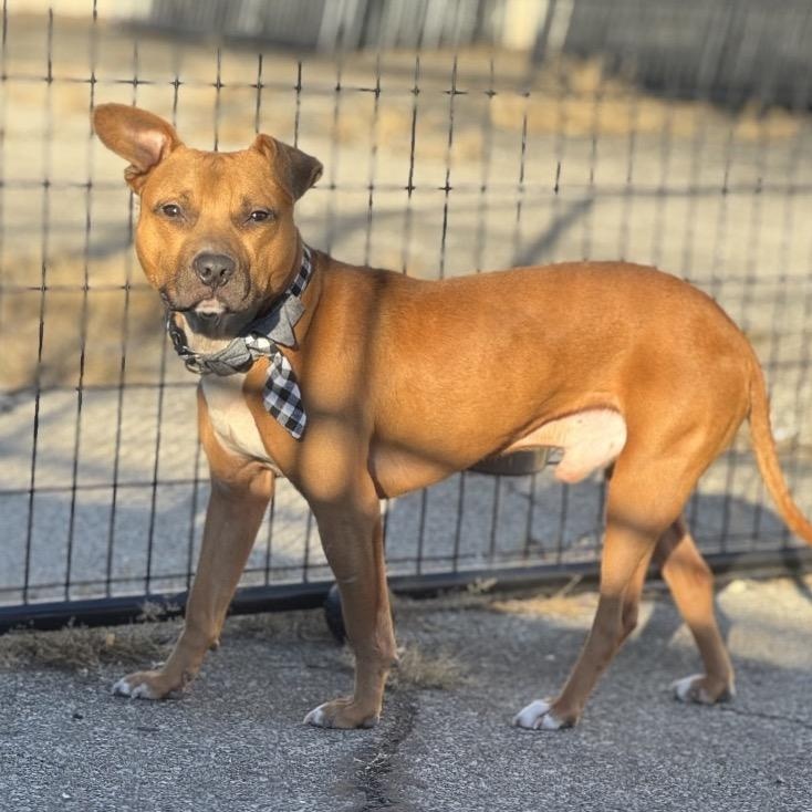 Desmond, ADOPTABLE, Adult Male American Staffordshire Terrier.